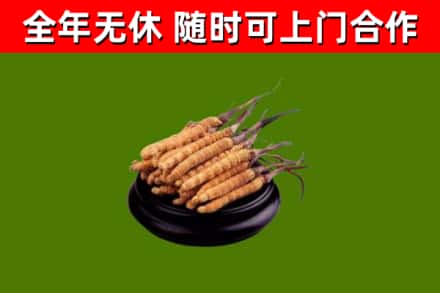 白银烟酒回收冬虫夏草.jpg